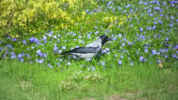 Gray Crow Walks Grass Park Ukraine — Stok Video