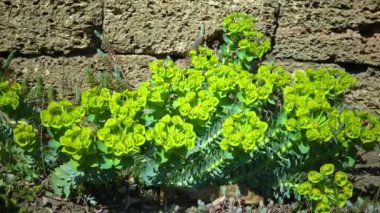 Yellow-green flowers of ornamental garden euphorbia