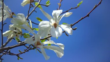 Branch of blooming magnolia against the blue sky in the garden