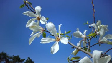 Branch of blooming magnolia against the blue sky in the garden