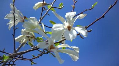 Branch of blooming magnolia against the blue sky in the garden