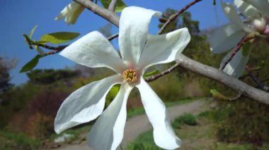 Branch of blooming magnolia against the blue sky in the garden