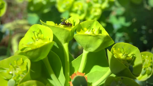 Small Ants Collect Nectar Flowers Ornamental Garden Milkweed — Stock Video