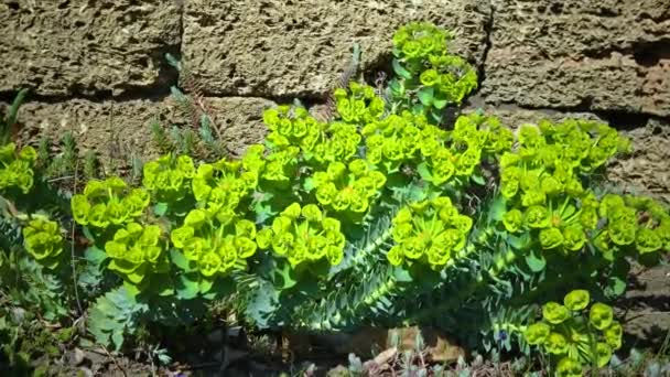 Yellow Green Flowers Ornamental Garden Euphorbia — Vídeos de Stock