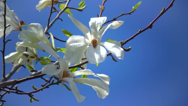 Branch Blooming Magnolia Blue Sky Garden — 图库视频影像