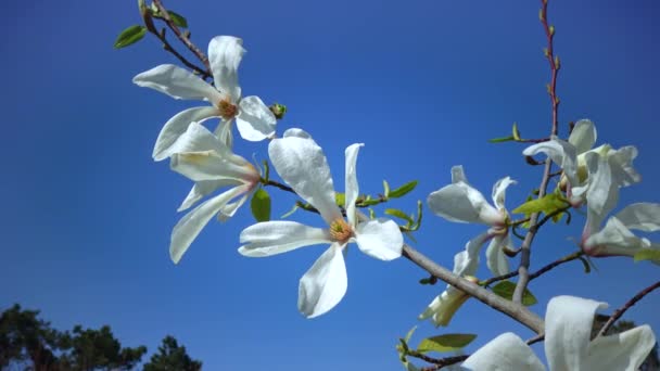 Branch Blooming Magnolia Blue Sky Garden — Stock Video