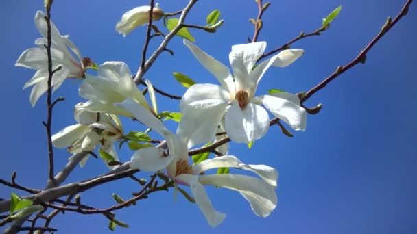 Branch Blooming Magnolia Blue Sky Garden — Stockvideo