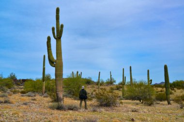 ARIZONA, USA - DECEMBER 01, 2019: silhouette of a tourist photographing a large (Carnegiea gigantea) cactus in a natural park in Arizona