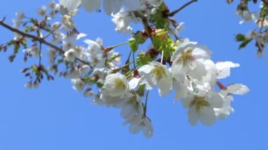 Cherry branch with white flowers against the blue sky in the garden