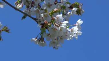 Cherry branch with white flowers against the blue sky in the garden
