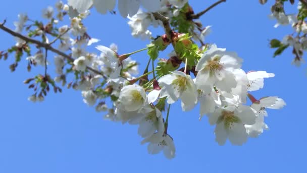 Κλαδί Κεράσι Λευκά Λουλούδια Ενάντια Στον Γαλάζιο Ουρανό Στον Κήπο — Αρχείο Βίντεο