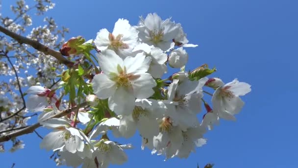 Κλαδί Κεράσι Λευκά Λουλούδια Ενάντια Στον Γαλάζιο Ουρανό Στον Κήπο — Αρχείο Βίντεο