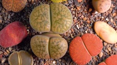 Mesembs (Lithops gesinae) South African plant from Namibia in the botanical collection of supersucculent plants