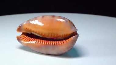 The shiny shell of the gastropod mollusc Cypraea sp. is spinning