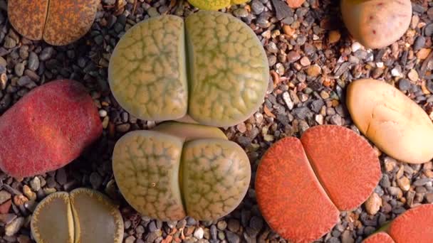 Mesembs Lithops Gesinae South African Plant Namibia Botanical Collection Supersucculent — Vídeo de stock