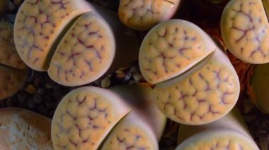 Mesembs (Lithops schwantesii) South African plant from Namibia in the botanical collection of supersucculent plants