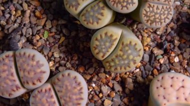 Mesembs (Lithops julii) South African plant from Namibia in the botanical collection of supersucculent plants