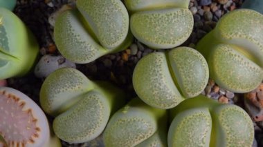 Mesembs (Lithops terricolor) South African plant from Namibia in the botanical collection of supersucculent plants