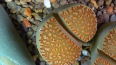 Mesembs (Lithops villetii) South African plant from Namibia in the botanical collection of supersucculent plants