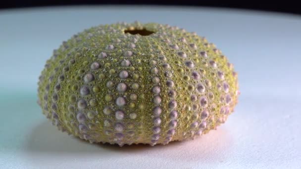 Calcareous Shell Sun Bleached Sea Urchin — Vídeo de stock