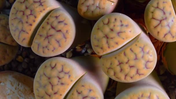 Mesembs Lithops Schwantesii South African Plant Namibia Botanical Collection Supersucculent — Vídeo de stock