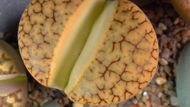 Mesembs Lithops Gracilidelineata South African Plant Namibia Botanical Collection Supersucculent — Stock videók