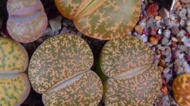 Mesembs (Lithops lesliei) South African plant from Namibia in the botanical collection of supersucculent plants