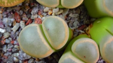 Mesembs (Lithops dinteri) South African plant from Namibia in the botanical collection of supersucculent plants