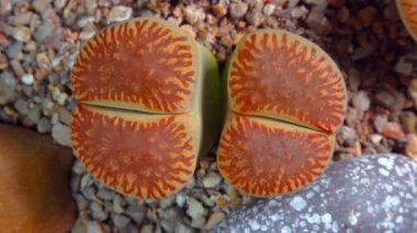 Mesembs (Lithops aucampia) South African plant from Namibia in the botanical collection of supersucculent plants