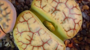 Mesembs (Lithops gracilidelineata) South African plant from Namibia in the botanical collection of supersucculent plants