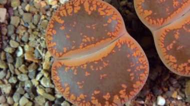 Mesembs (Lithops aucampia) South African plant from Namibia in the botanical collection of supersucculent plants