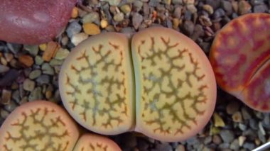 Mesembs (Lithops hallii) South African plant from Namibia in the botanical collection of supersucculent plants