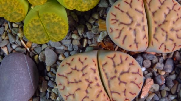 Mesembs Lithops Bromfeldii Var Mennellii South African Plant Namibia Botanical — Stock videók