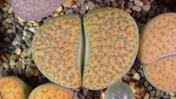 Mesembs Lithops Dinteri South African Plant Namibia Botanical Collection Supersucculent — Stock video