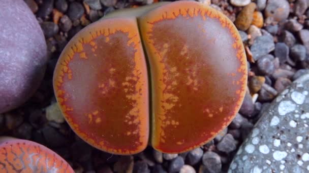 Mesembs Lithops Aucampia South African Plant Namibia Botanical Collection Supersucculent — Stok video
