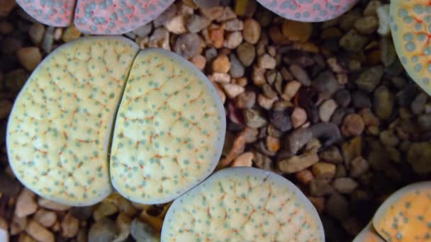 Mesembs Lithops Verruculosa South African Plant Namibia Botanical Collection Supersucculent — Stok video