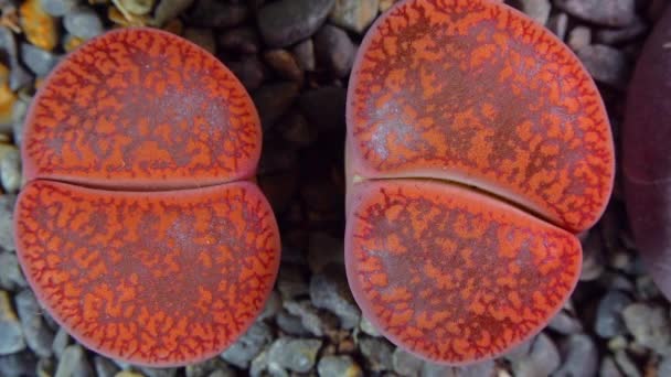 Mesembs Lithops Aucampia South African Plant Namibia Botanical Collection Supersucculent — Stockvideo