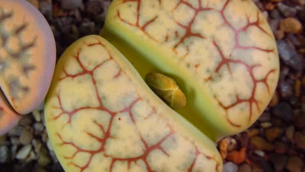 Mesembs Lithops Gracilidelineata South African Plant Namibia Botanical Collection Supersucculent — Vídeo de Stock