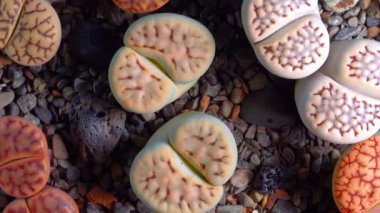 Mesembs (Lithops julii) South African plant from Namibia in the botanical collection of supersucculent plants