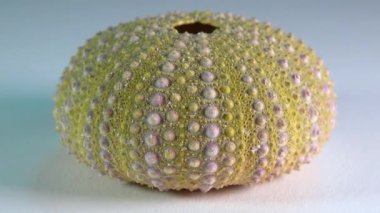 Calcareous shell of a sun-bleached sea urchin
