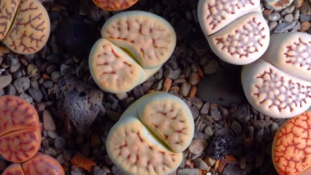 Месембс Lithops Julii Південно Африканська Рослина Намібії Ботанічній Колекції Суперозулентних — стокове відео