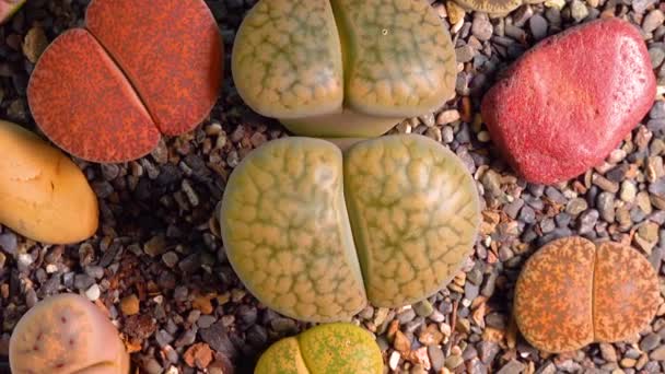 Mesembs Lithops Hookeri South African Plant Namibia Botanical Collection Supersucculent — Vídeo de Stock