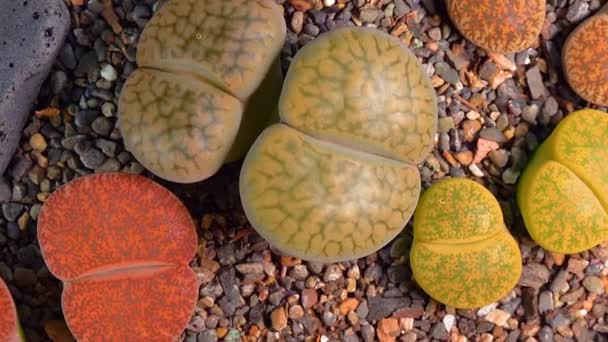 Южноафриканское Растение Methops Lithops Hookeri Нибии Ботанической Коллекции Суперсочных Растений — стоковое видео