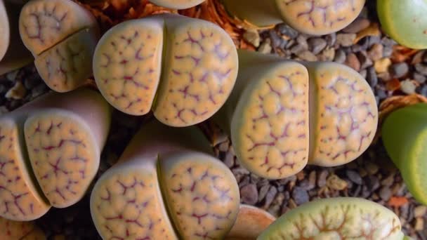 Mesembs Lithops Schwantesii South African Plant Namibia Botanical Collection Supersucculent — Stok video