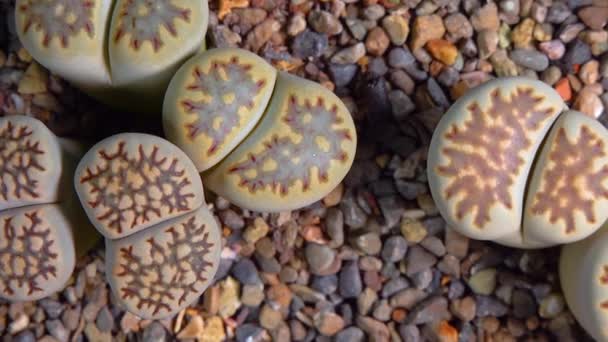 Mesembs Lithops Julii South African Plant Namibia Botanical Collection Supersucculent — Stock video