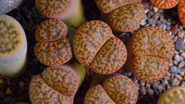 Mesembs Lithops Bromfeldii Νοτιοαφρικανικό Φυτό Από Ναμίμπια Στη Βοτανική Συλλογή — Αρχείο Βίντεο