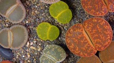 Mesembs (Lithops lesliei) South African plant from Namibia in the botanical collection of supersucculent plants