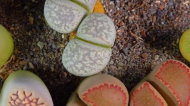 Mesembs (Lithops francisci) South African plant from Namibia in the botanical collection of supersucculent plants