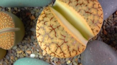 Mesembs (Lithops gracilidelineata) South African plant from Namibia in the botanical collection of supersucculent plants