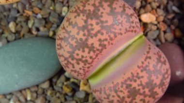 Mesembs (Lithops coleorum) South African plant from Namibia in the botanical collection of supersucculent plants